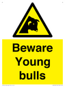 beware-young-bulls~